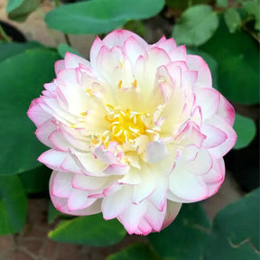 🌸 Mudas da Flor de Lótus Bonsai 💐+ [BRINDE ESPECIAL]