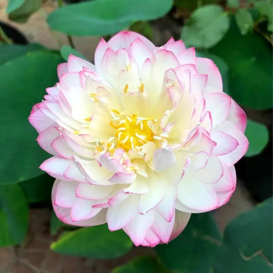 🌸 Mudas da Flor de Lótus Bonsai 💐+ [BRINDE ESPECIAL]
