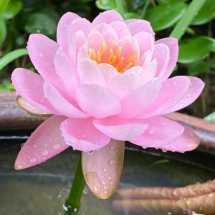 🌸 Mudas da Flor de Lótus Bonsai 💐+ [BRINDE ESPECIAL]