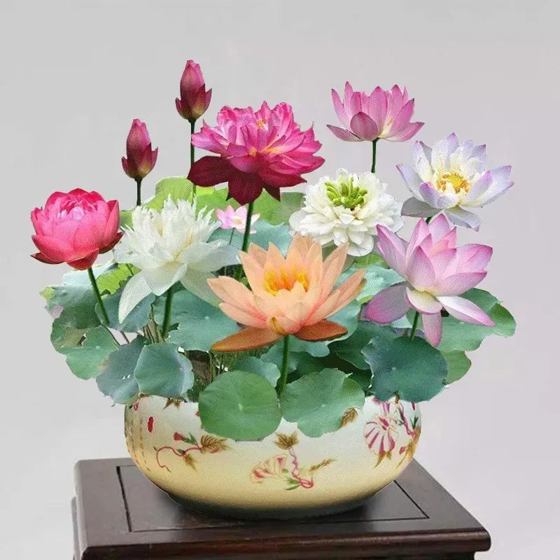 🌸 Mudas da Flor de Lótus Bonsai 💐+ [BRINDE ESPECIAL]