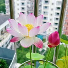 🌸 Mudas da Flor de Lótus Bonsai 💐+ [BRINDE ESPECIAL]