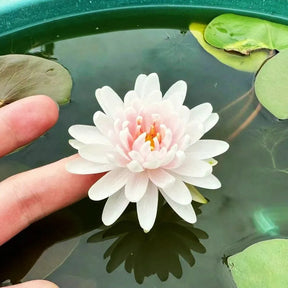 🌸 Mudas da Flor de Lótus Bonsai 💐+ [BRINDE ESPECIAL]
