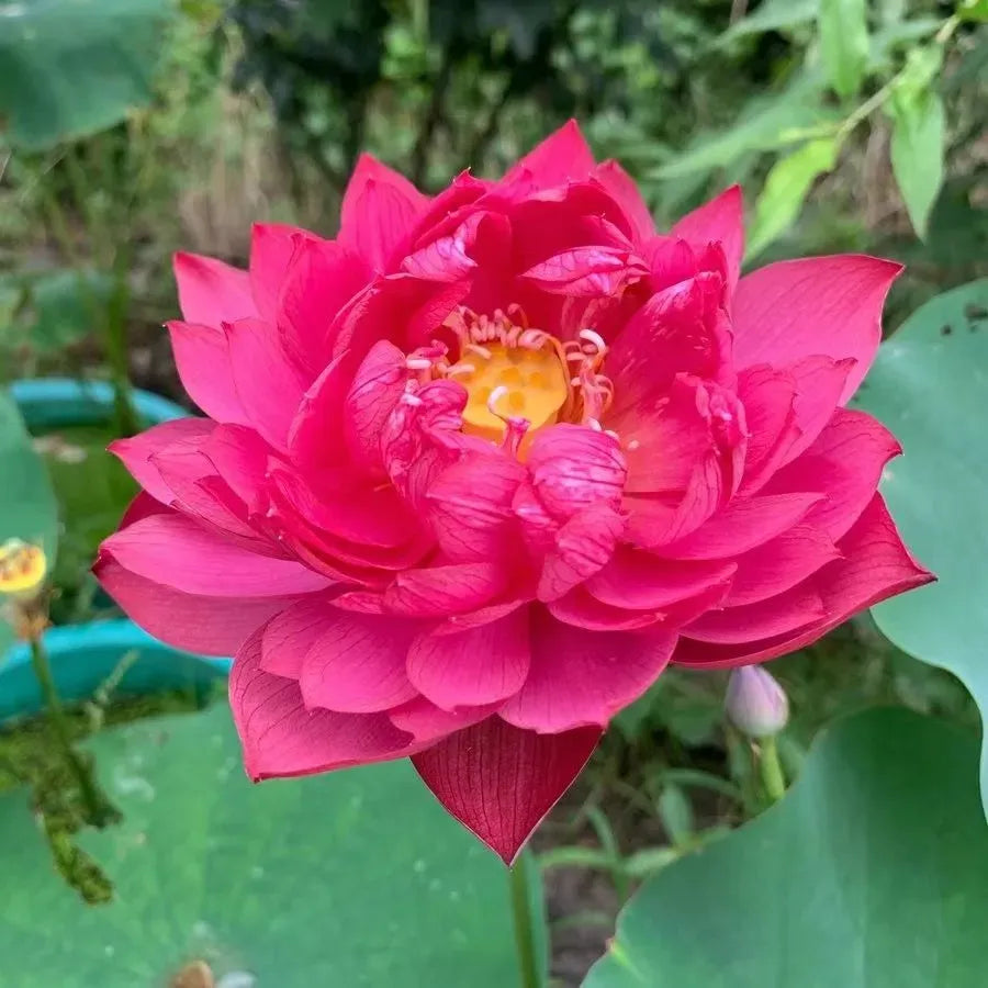 🌸 Mudas da Flor de Lótus Bonsai 💐+ [BRINDE ESPECIAL]